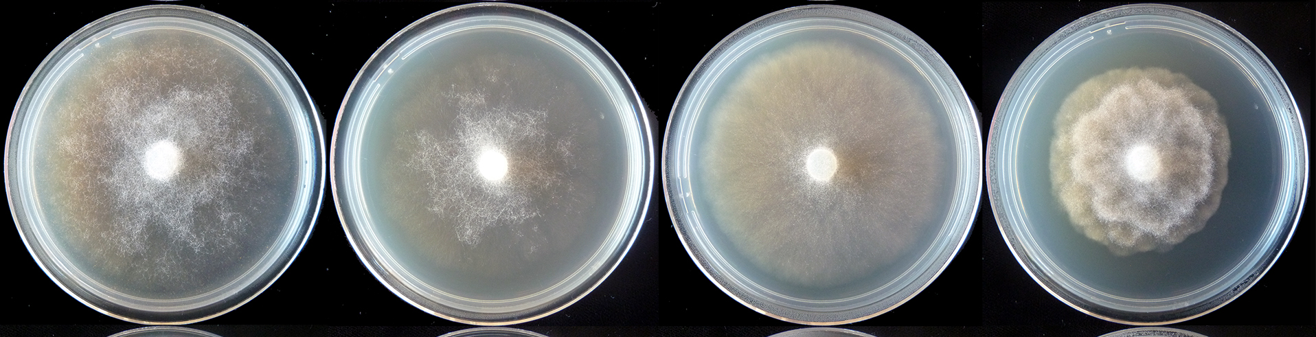  colony morphology after 5 d growth at 20ordm;C on carrot agar, V8 agar, malt extract agar, and potato-dextrose agar (from left to right) 
